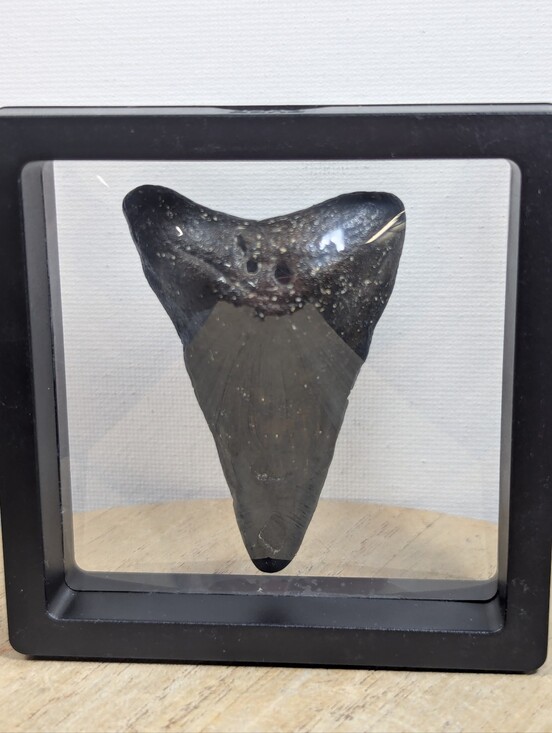 Other - Megalodon Shark Tooth 2.85 Inches Comes With Frame And Removable Wire Wrap.